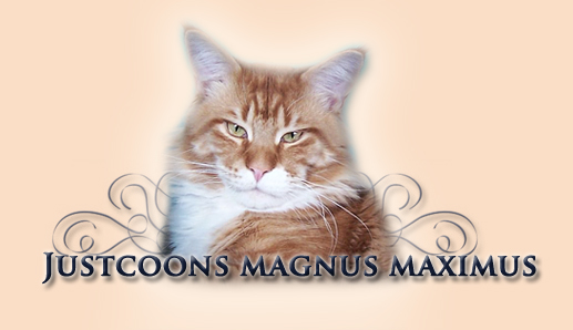 Maine Coon cattery